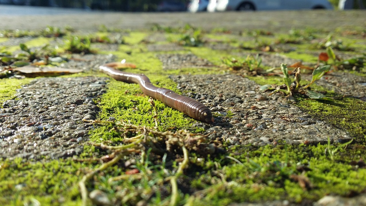 Why are Earthworms Important for Eco-Friendly Gardening?